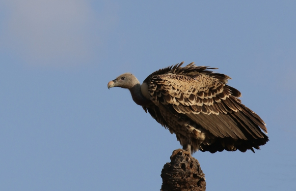 Ruppell's Griffon Vulture by Billy Hau